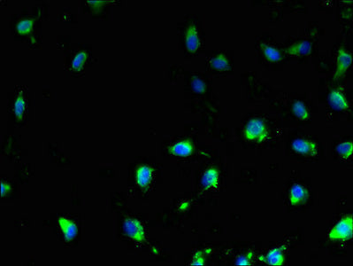 TMEM47 Antibody