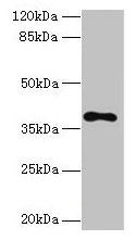 TMEM59L Antibody