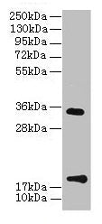 TMEM91 Antibody