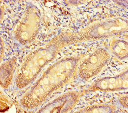 TMPRSS11D Antibody