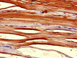 TMX2 Antibody