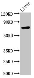 TNFAIP2 Antibody