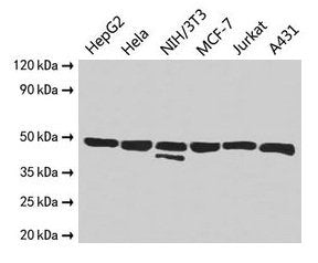 ENO1 Antibody