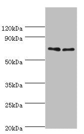 TNFRSF21 Antibody