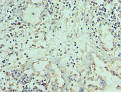 TNFSF12 Antibody
