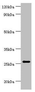 TNFSF13 Antibody