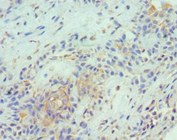 TNFSF13 Antibody