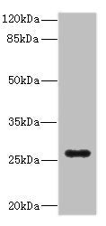 TNFSF15 Antibody