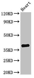 TNMD Antibody