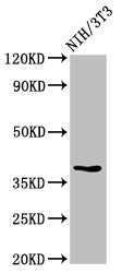 TOB1 Antibody