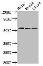 TOM1 Antibody