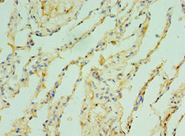 TOMM40 Antibody