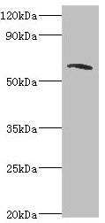 TOMM70 Antibody
