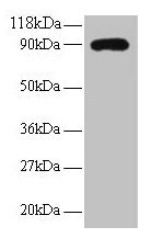 RPL38 Antibody
