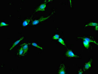 TP53I11 Antibody