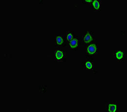 Tph1 Antibody