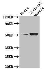 TPH1 Antibody