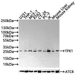 TPK1 Antibody