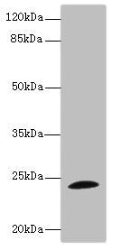 TPPP Antibody