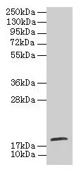 TPPP2 Antibody