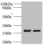 Tpsb2 Antibody
