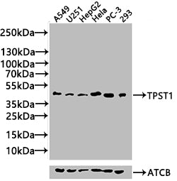 TPST1 Antibody