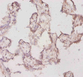 Tpt1 Antibody