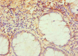 TRAF3IP2 Antibody