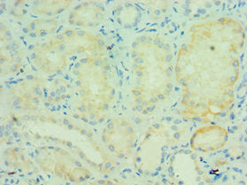 TRAF5 Antibody