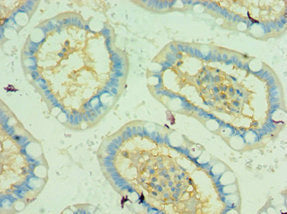 TRAF5 Antibody