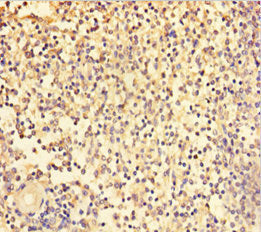 TRAF5 Antibody