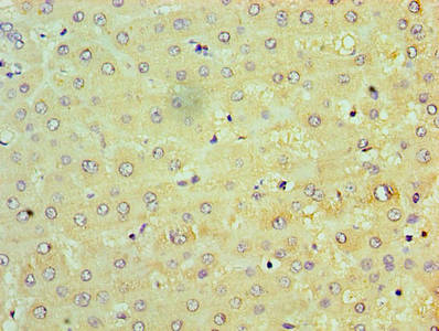 TRAF6 Antibody