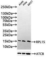 RPL15 Antibody