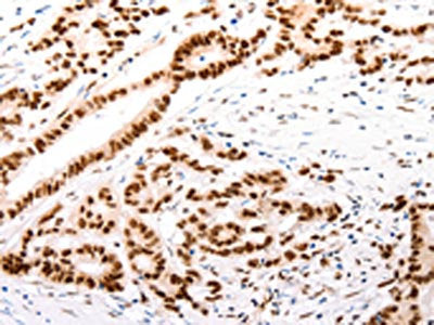 CASP9 Antibody
