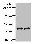 Trem2 Antibody