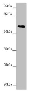 TRIM23 Antibody