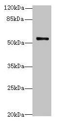 TRIM38 Antibody