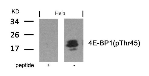 Phospho-EIF4EBP1 (Thr45) Antibody