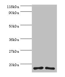 RPS16 Antibody