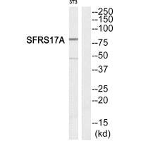 AKAP17A Antibody