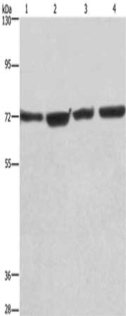 KLF11 Antibody