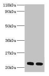 RPL17 Antibody