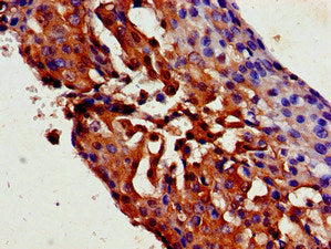 TRPC1 Antibody