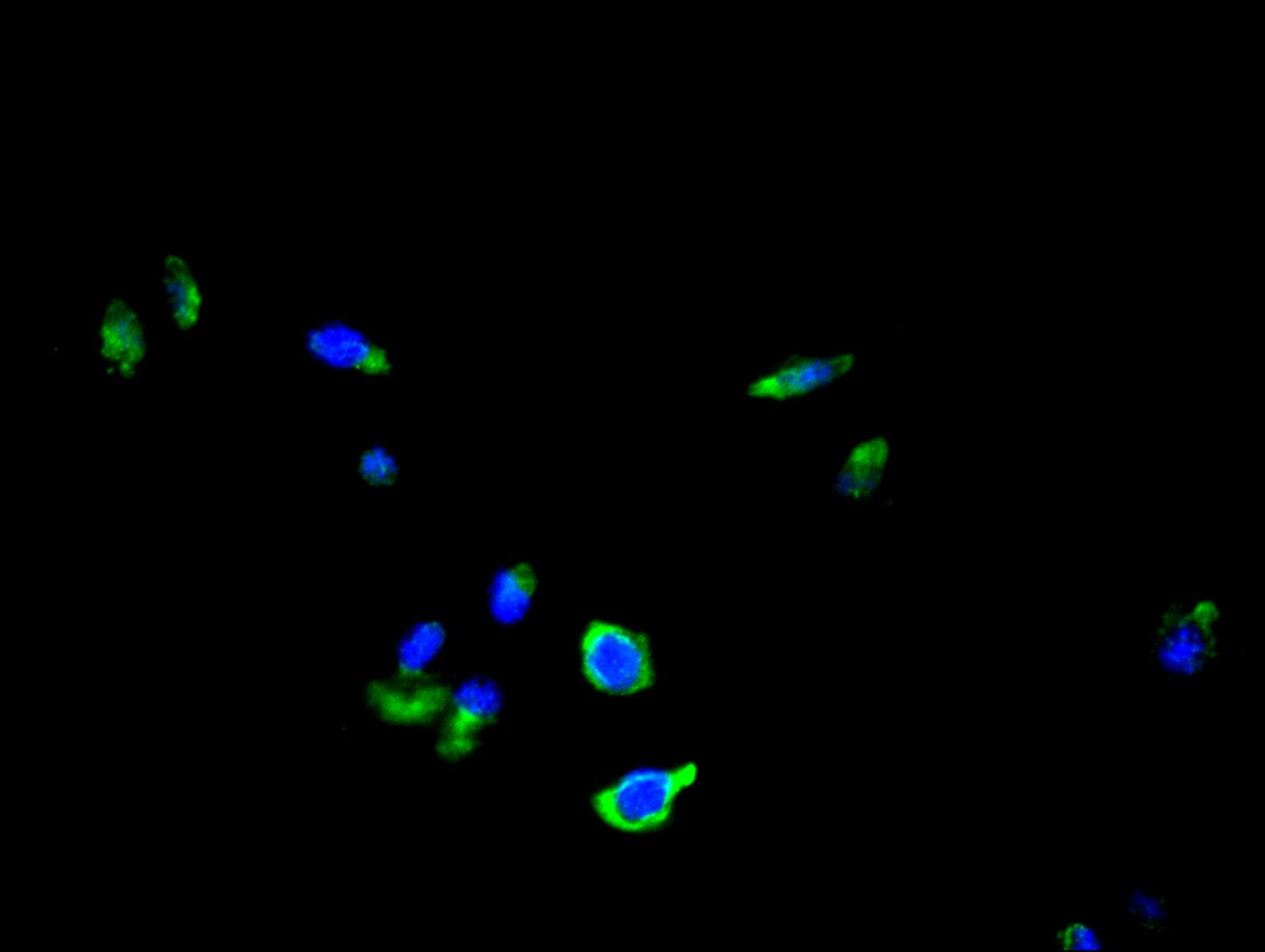 TSPAN15 Antibody