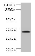 TSPAN5 Antibody