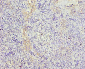 TUBB Antibody
