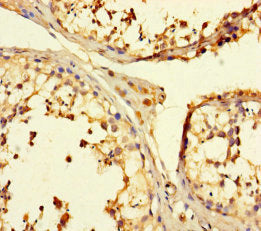 TULP3 Antibody