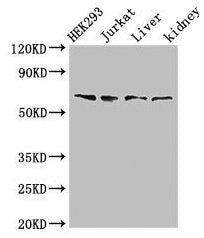 TXK Antibody