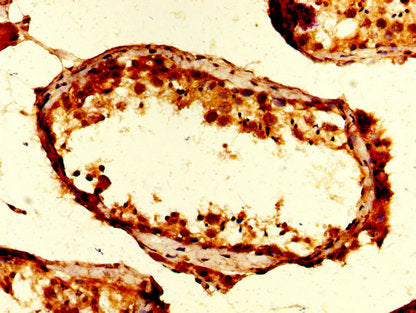 UBA52 Antibody