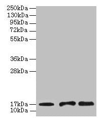 UBE2D1 Antibody